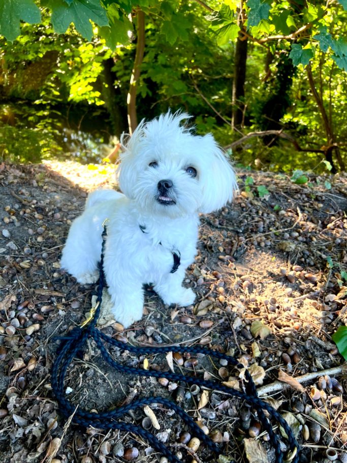 Wunschleine S Paracord Weißer Hund mit Paracord Hundeleine