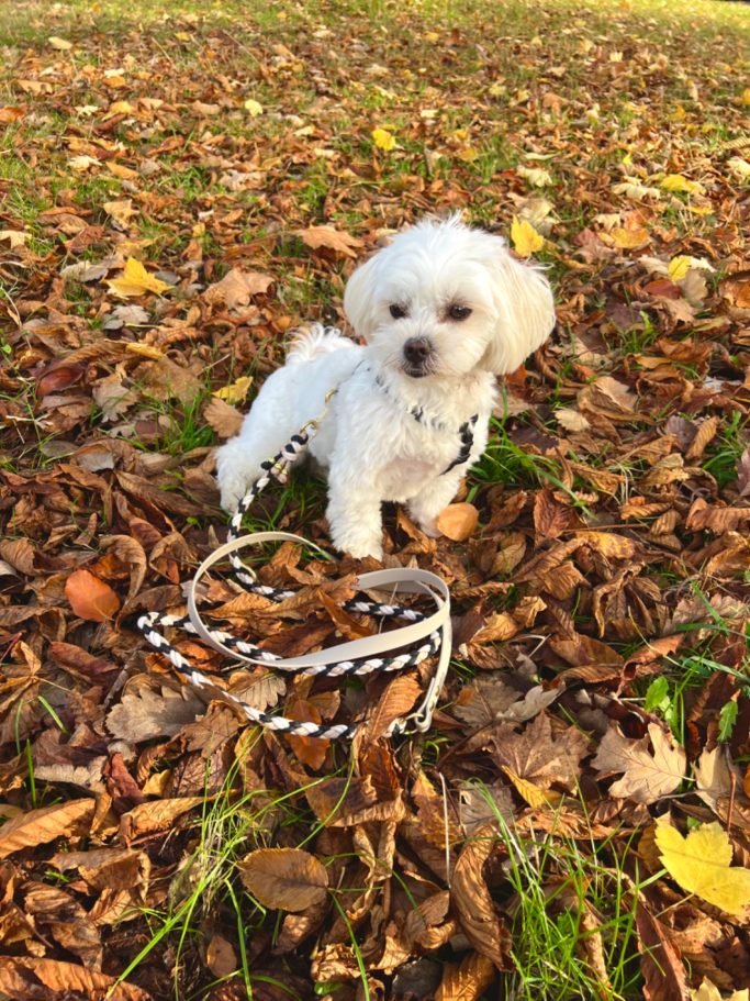 Wunschleine M Biothane/Paracord Weißer Hund mit Biothane/Paracord Hundeleine