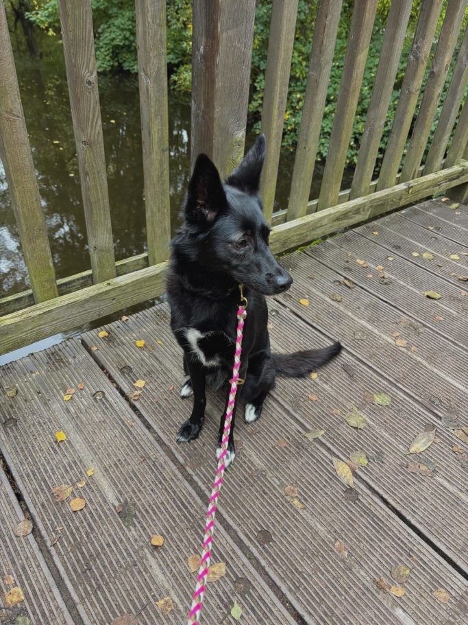 Wunschleine M Paracord Schwarzer Hund mit Paracord Hundeleine