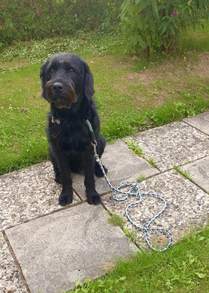 Wunschleine L Paracord Schwarzer Hund mit Paracord Hundeleine